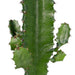 Euphorbia Acrurensis H50,0Cm