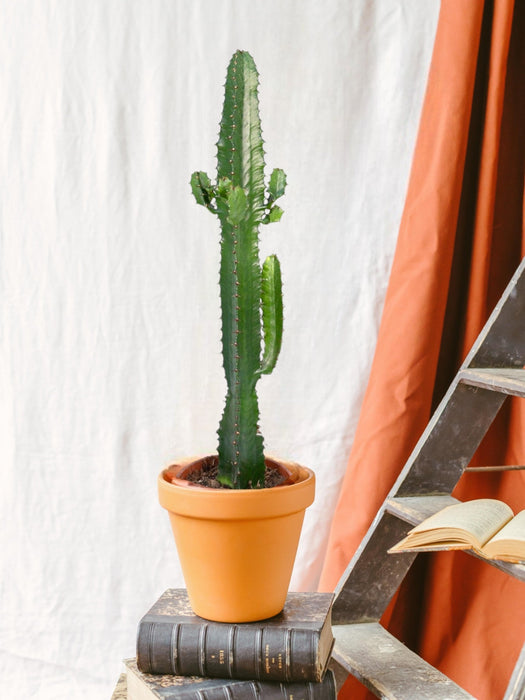 Euphorbia Acrurensis H50,0Cm