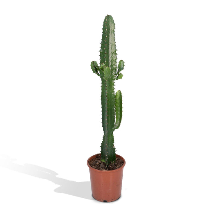 Euphorbia Acrurensis H50,0Cm