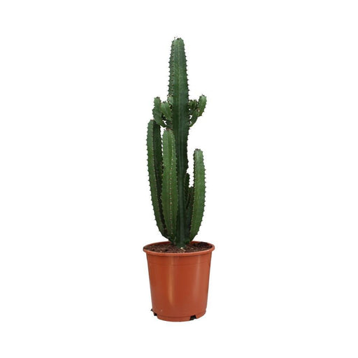 Euforbia Acrurensis H95Cm - Cactus Da Interno