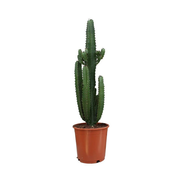Euforbia Acrurensis H95Cm - Cactus Da Interno