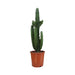 Euforbia Acrurensis H95Cm - Cactus Da Interno
