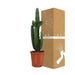 Euforbia Acrurensis H95Cm - Cactus Da Interno