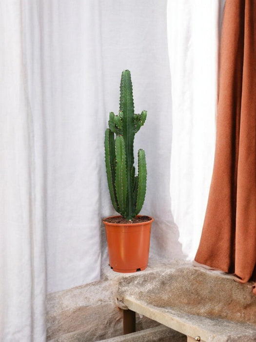 Euforbia Acrurensis H95Cm - Cactus Da Interno