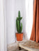 Euforbia Acrurensis H95Cm - Cactus Da Interno