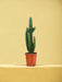 Euforbia Acrurensis H95Cm - Cactus Da Interno