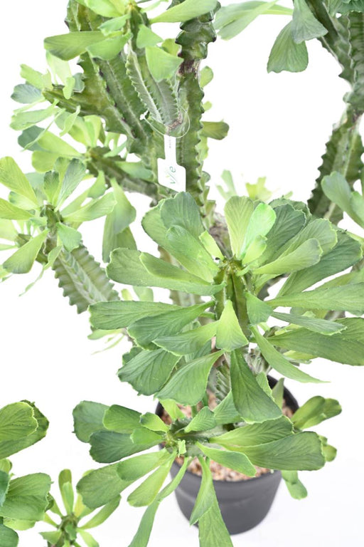 Euforbia Lattea Artificiale H.110Cm Per Interni