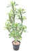 Euforbia Lattea Artificiale H.110Cm Per Interni