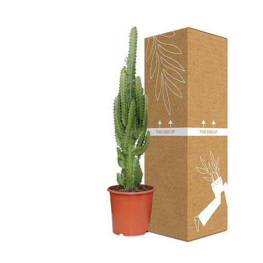 Euforbia Trigona H70Cm