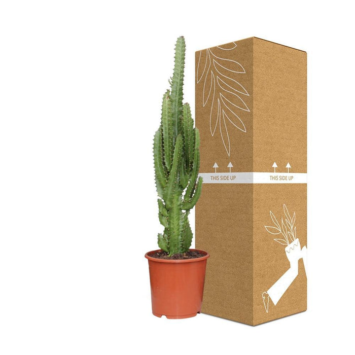 Euforbia Trigona H70Cm