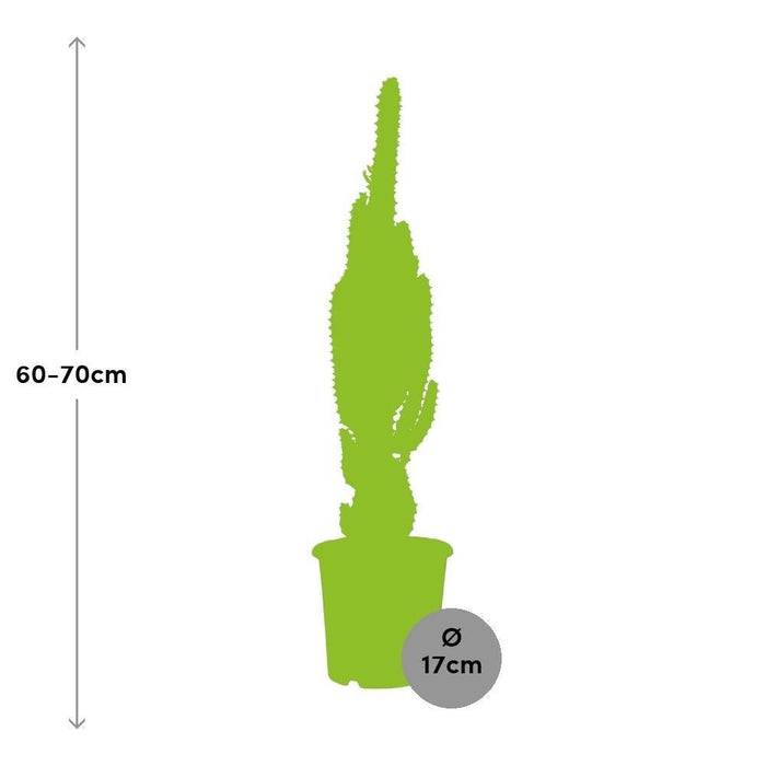 Euforbia Trigona H70Cm