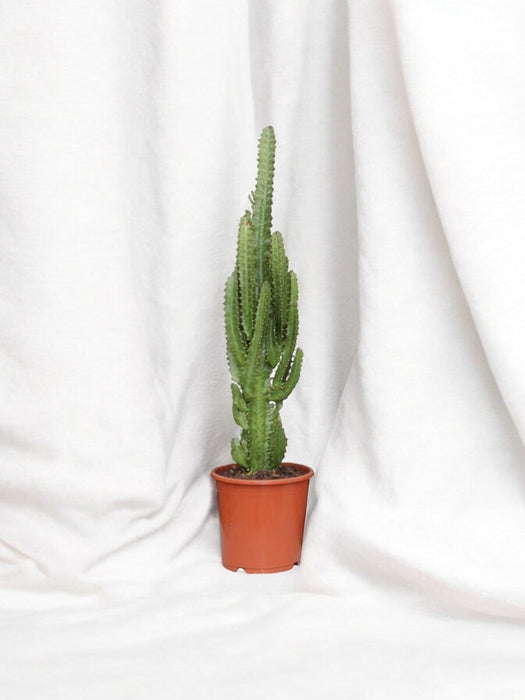 Euforbia Trigona H70Cm