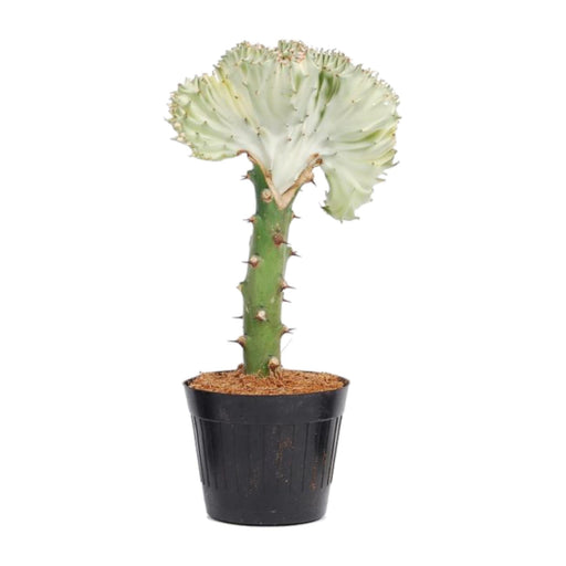 Euphorbia Lactea Cristata Bianca