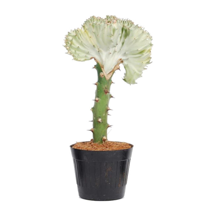 Euphorbia Lactea Cristata Bianca