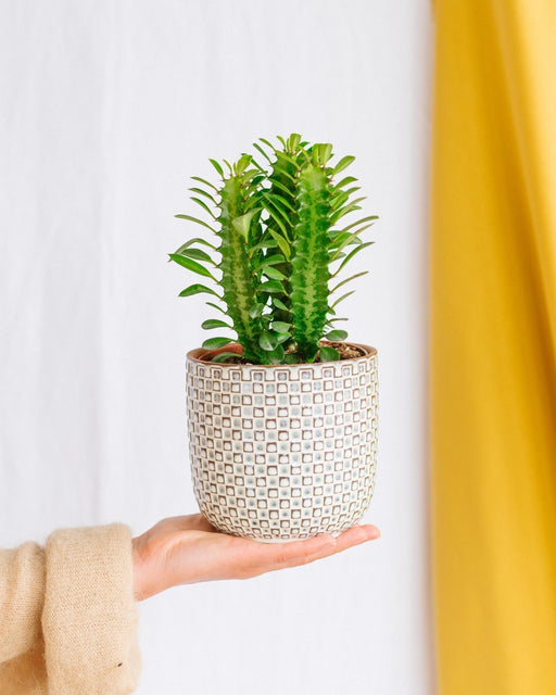 Euforbia Trigona Rubra