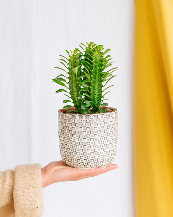 Euforbia Trigona Rubra