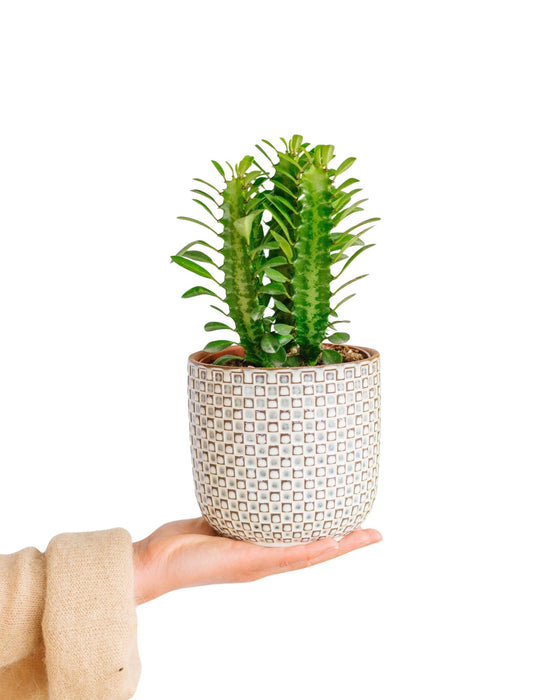 Euforbia Trigona Rubra