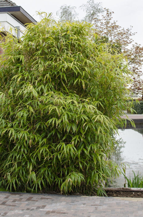 Fargesia Rufa - ↨80Cm - Ø29 - Pianta Da Siepe