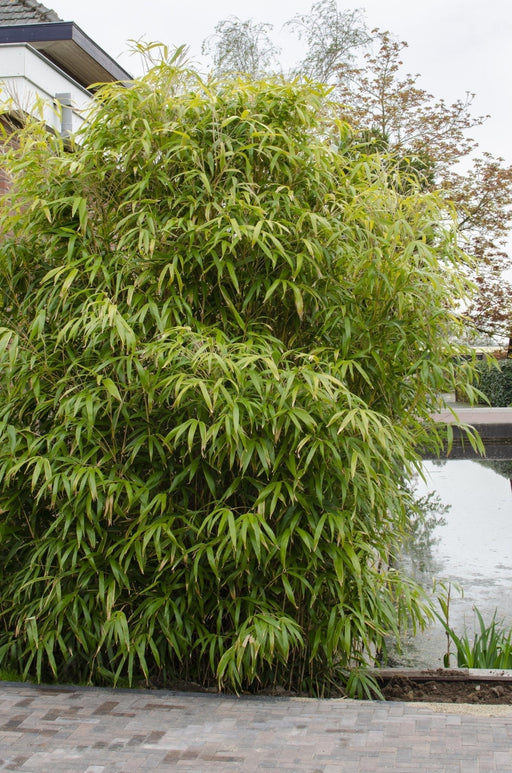 Fargesia Rufa - ↨80Cm - Ø29 - Pianta Da Siepe