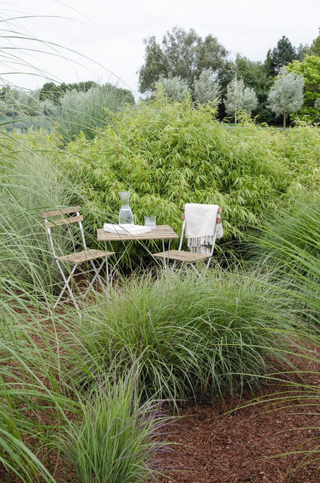 Bambù Fargesia Rufa - Set Da 12 - ↨40Cm - Ø14 - Pianta Da Esterno