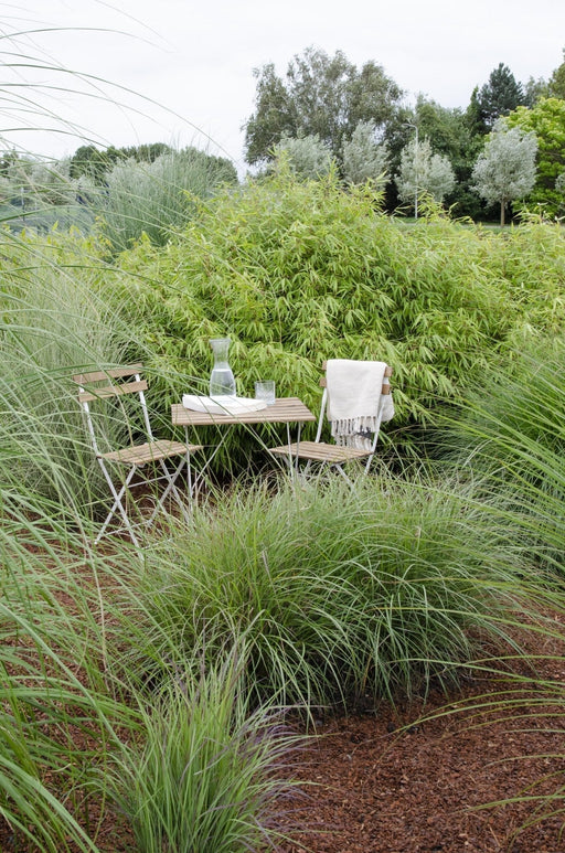 Fargesia Ruga - Set Di 4 - ↨40Cm - Ø14 - Pianta Da Esterno