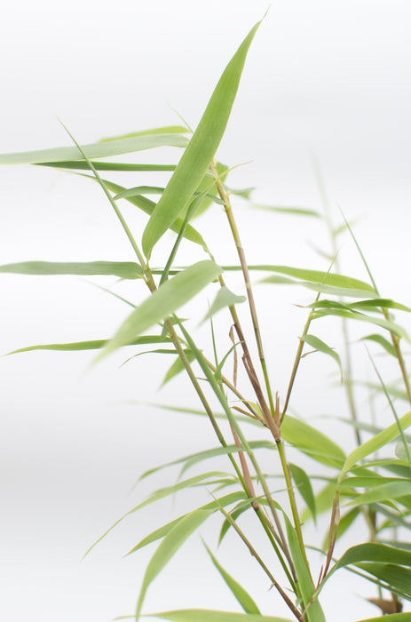 Fargesia Scabrida 'Meraviglia Asiatica'