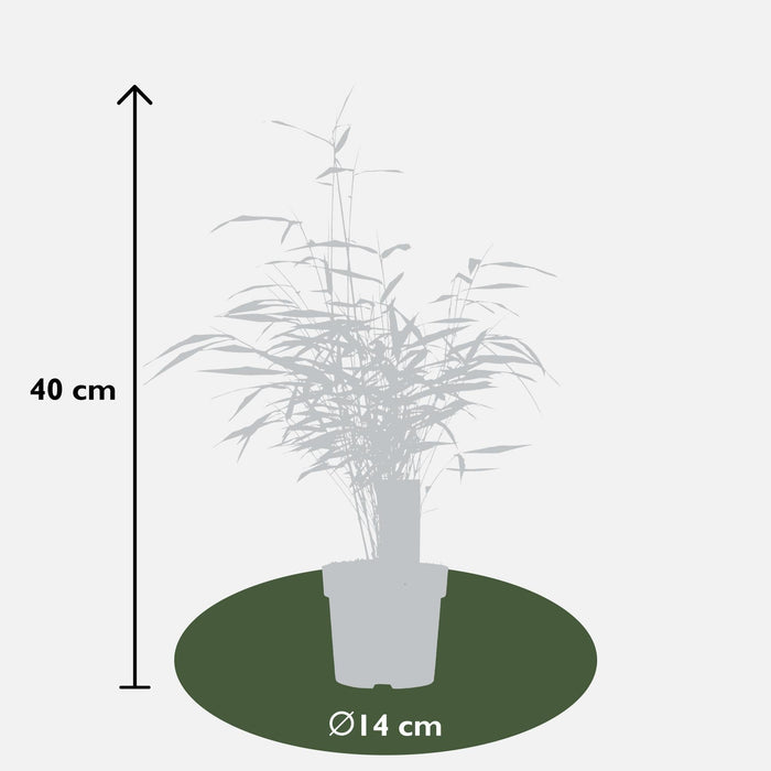 Fargesia Scabrida 'Meraviglia Asiatica'