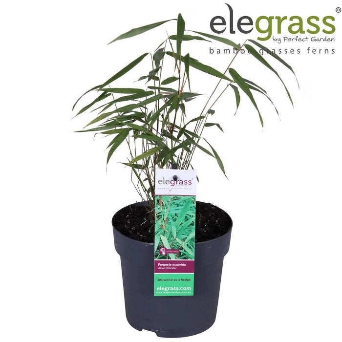 Fargesia Scabrida 'Meraviglia Asiatica'