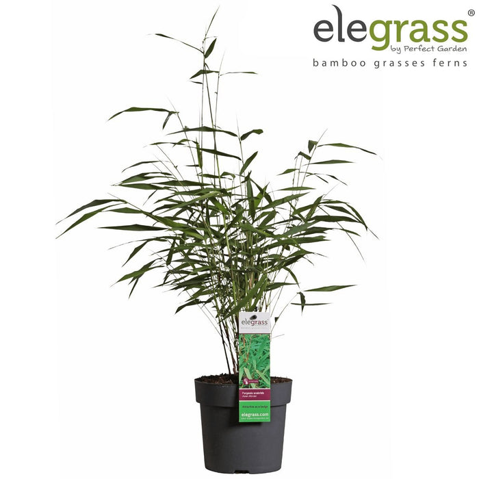 Fargesia Scabrida 'Meraviglia Asiatica'