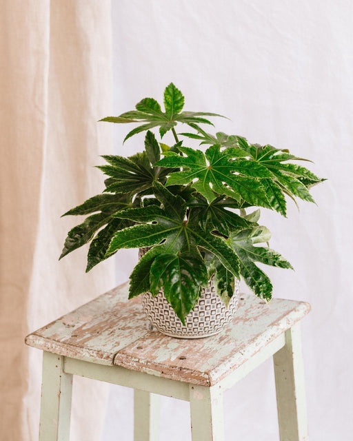 Fatsia Japonica
