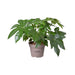 Fatsia Japonica