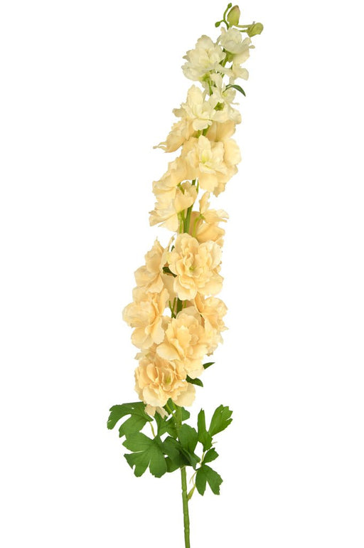 Crema Delphinium Finta