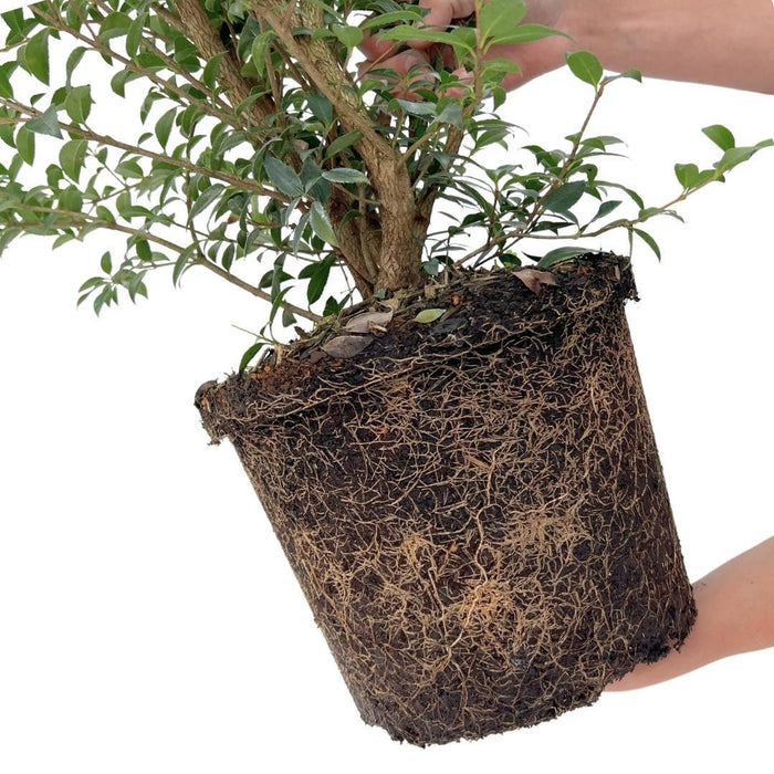 Agrifoglio Finto H125Cm Per 10 Metri Lineari Di Siepe 10X12L