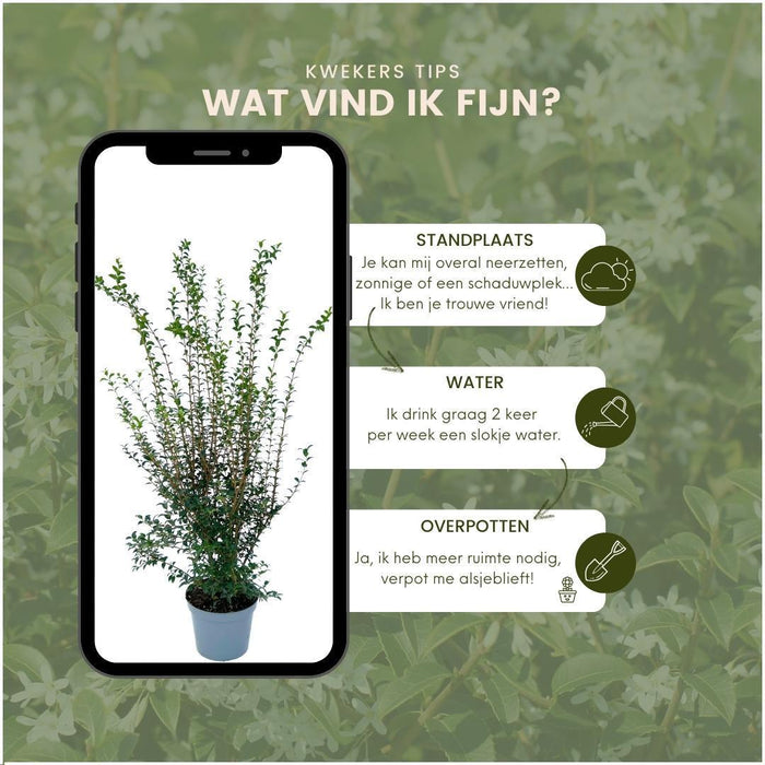 Agrifoglio Finto H125Cm Per 10 Metri Lineari Di Siepe 10X12L