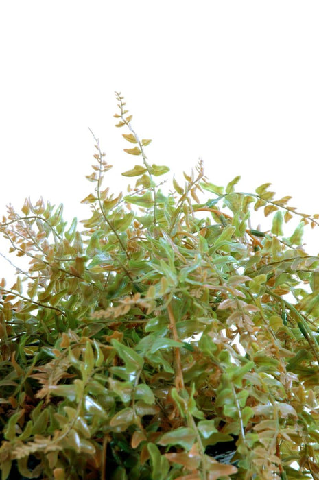 Felce Con Fogliame Artificiale 90 Cm Per Esterni