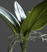 Orchidea Fogliame Artificiale H.21 Cm Paletto Verde