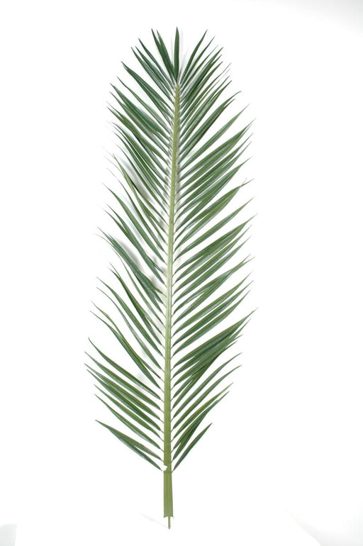Foglia Di Palma Tropicale Artificiale H.220 Cm