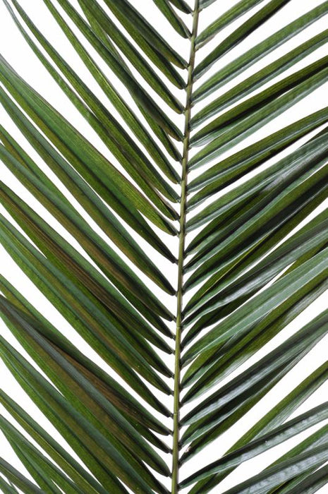 Foglia Di Palma Artificiale Phoenix Canariensis 150 Cm