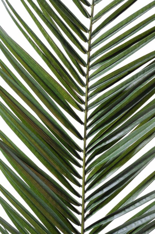 Foglia Di Palma Artificiale Phoenix Canariensis 150 Cm