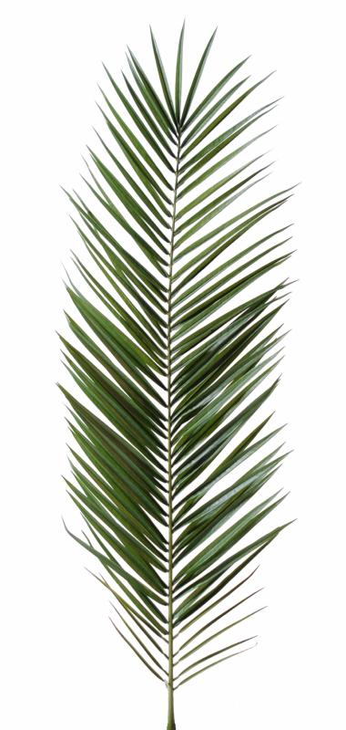 Foglia Di Palma Artificiale Phoenix Canariensis 150 Cm