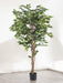 Ficus - Albero Artificiale