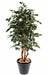 Ficus Artificiale 180Cm Pianta Da Interno Verde