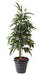 Pianta Da Interno Verde Artificiale Ficus Alii 190 Cm
