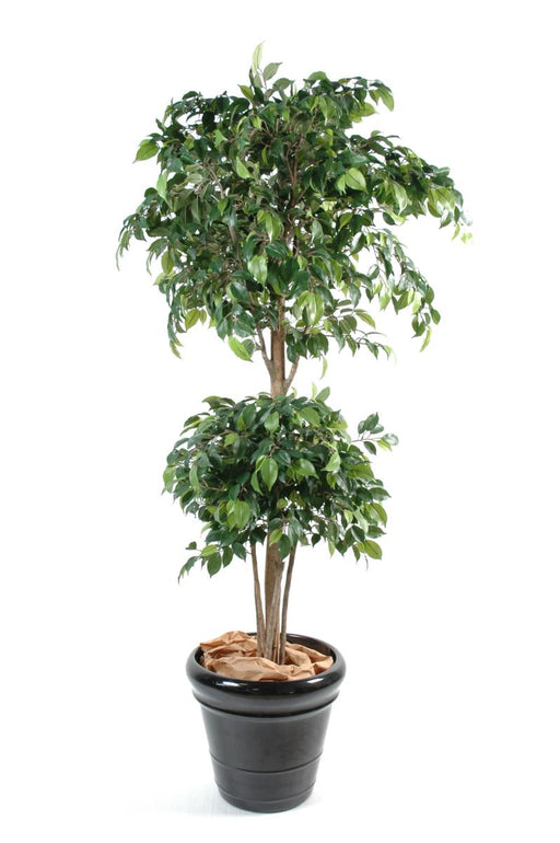 Ficus Artificiale Doppia Sfera 150Cm Decorazione Interni