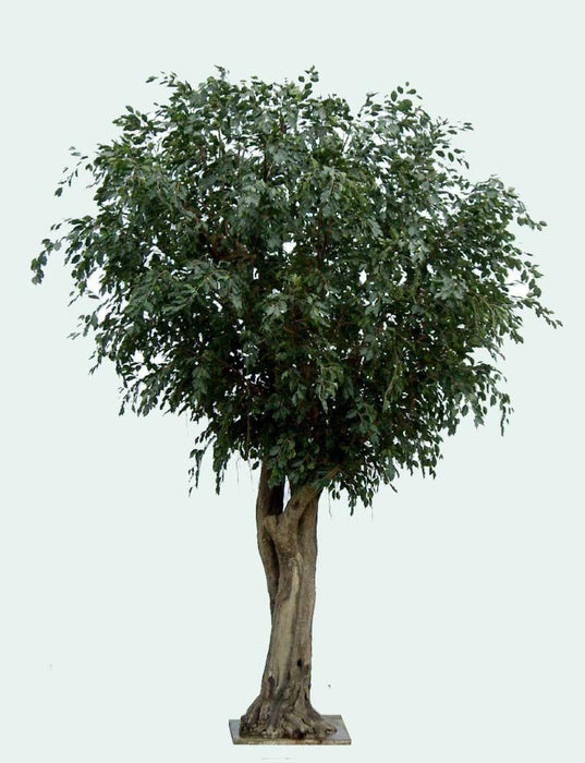 Ficus Artificiale Gigante Per Interni 500 Cm