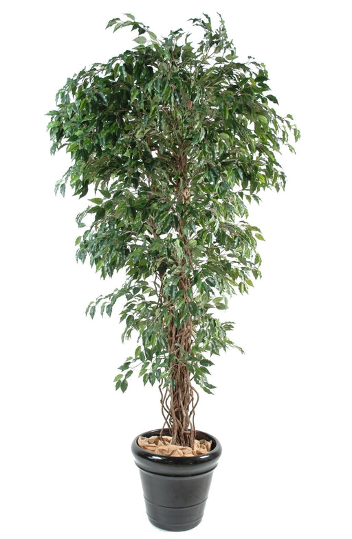 Ficus Lianas Artificiale Pianta Da Interno Verde 150 Cm