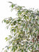 Pianta Da Interno Artificiale Ficus Lianas 180 Cm