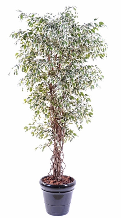 Pianta Da Interno Artificiale Ficus Lianas 180 Cm