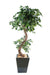 Pianta Da Interno Artificiale Ficus Lianas 180 Cm