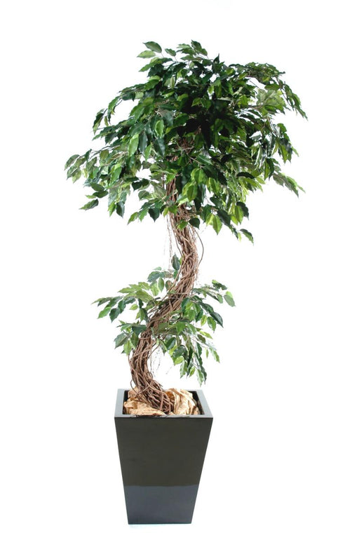 Pianta Da Interno Artificiale Ficus Lianas 180 Cm